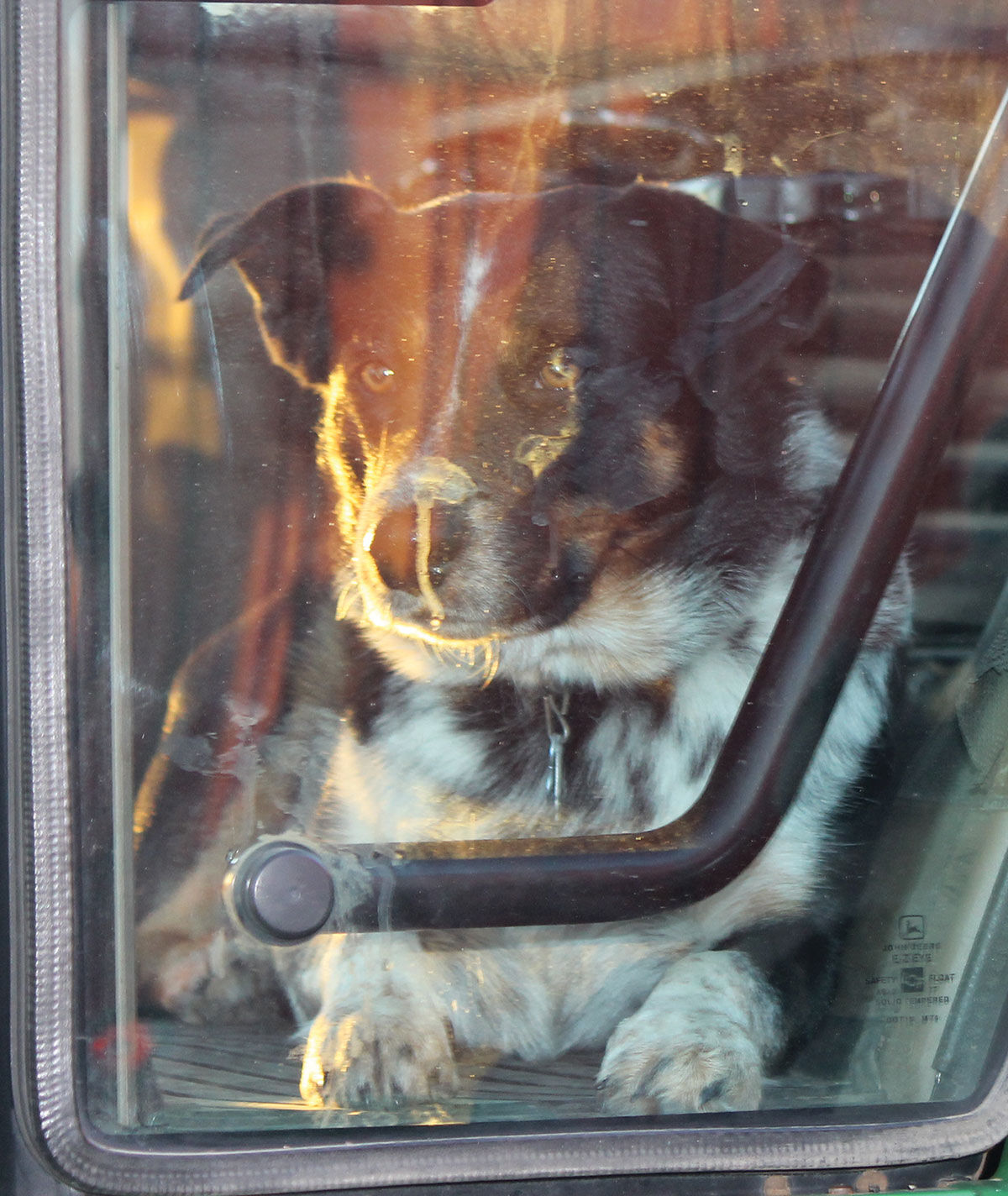 cabin dog Blue